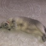 Kedicikız profil fotoğrafı