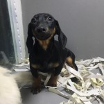 Tunalı petshop profil fotoğrafı