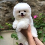 Şerif saka profil fotoğrafı