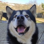 Alaskan6  profil fotoğrafı