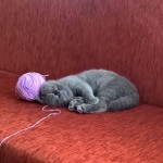 Süleyman Berbağ profil fotoğrafı