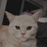 İrem Gümüş profil fotoğrafı