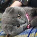 Neslihan Ozbayrak profil fotoğrafı