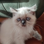 Sutlaccc profil fotoğrafı
