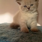 Gülşah  Tekin  profil fotoğrafı