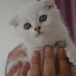 Rahşan Gül profil fotoğrafı