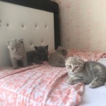 Enesmelih profil fotoğrafı