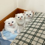 ALİ MAHİR GEDİKLİ profil fotoğrafı
