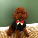 Köpek center köpek çiftliği profil fotoğrafı