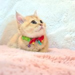 Gülsüm kuşburnu profil fotoğrafı