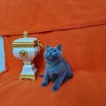 Recep sarı profil fotoğrafı
