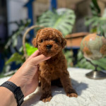 İlker tutuş profil fotoğrafı