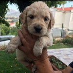 Hakan soyak profil fotoğrafı