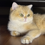 Uğur Akın profil fotoğrafı