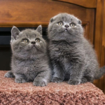 KEDİ DÜNYASI profil fotoğrafı
