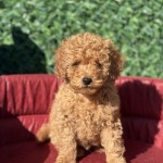 Puppy Paw profil fotoğrafı