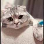 Gönül şişman profil fotoğrafı