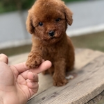 Villa Paws House profil fotoğrafı