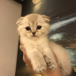 Mert gece profil fotoğrafı