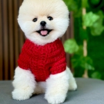 Pupy Show profil fotoğrafı