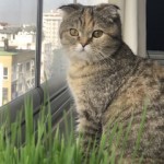 Merve Çelik profil fotoğrafı