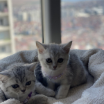 Meryem dindar profil fotoğrafı
