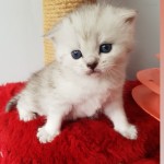 Vildan Koldaş Kütük  profil fotoğrafı