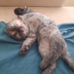 Nazlı Ozan profil fotoğrafı