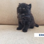 Burkay Banatoğlu profil fotoğrafı