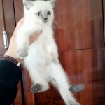 fırat gediktaş profil fotoğrafı