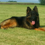 İstanbul köpek çiftliği profil fotoğrafı