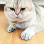 Sümeyye İşçimen profil fotoğrafı