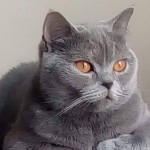 Emel uz profil fotoğrafı
