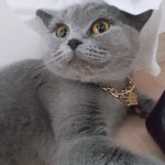Sevim Cavdar profil fotoğrafı