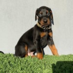 Serdar yıldırım ( İnsta = PeriPırılPoodle ) profil fotoğrafı