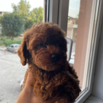 Faruk Şakar profil fotoğrafı