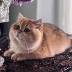 Captain Cattery profil fotoğrafı