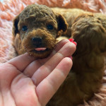 Gülce Kuzu profil fotoğrafı