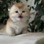 Emrehan Golden İstanbul Cattery profil fotoğrafı