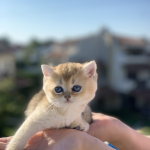 Kemal eren profil fotoğrafı