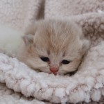 Zeynep Çöğür profil fotoğrafı