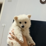 Ufuk asal profil fotoğrafı