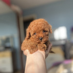 Ayşenaz sıvacı profil fotoğrafı