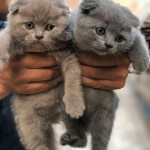 Onur hatip profil fotoğrafı