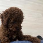 Toy Poodle profil fotoğrafı