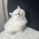 Elif cat profil fotoğrafı