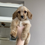 OĞUZ DEMİRCAN profil fotoğrafı