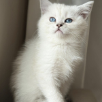 Gokhan cabir profil fotoğrafı