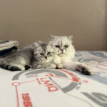 Gizem keskin profil fotoğrafı