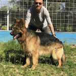 ALPHA DOGS KENNEL profil fotoğrafı
